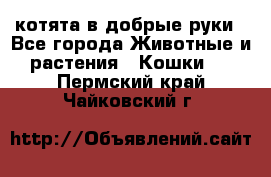 котята в добрые руки - Все города Животные и растения » Кошки   . Пермский край,Чайковский г.